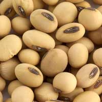 Alpha-GPC Ingredient in Whispeara Formula for Brain Health