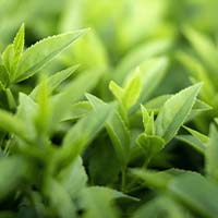 GABA Ingredient in Whispeara for Stress Relief