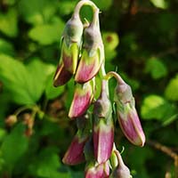 L-Dopa Bean Ingredient in Whispeara Formula